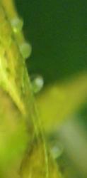 post-2-1196258471_thumb.jpg