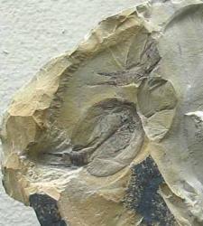 post-28-1202254238_thumb.jpg