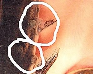 post-3-1179337479_thumb.jpg