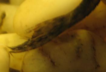 post-3-1192478139_thumb.jpg