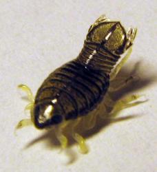 parazit_004_web.jpg