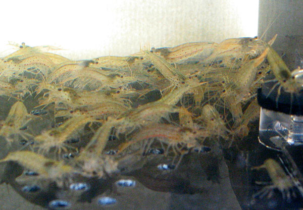 Креветки Амано - еще один полезный зверь в декоративных аквариумах с растениями.
