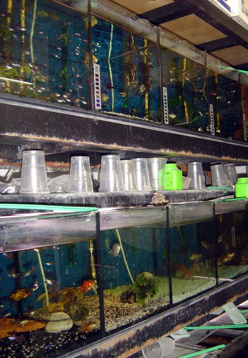 Реус: аквариумы с продающимися рыбками

