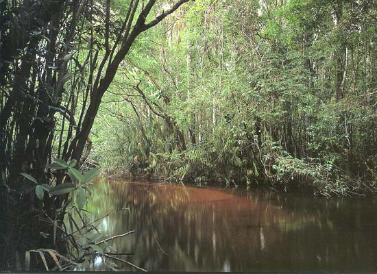 Природные биотопы Амазонии. Такаси Амано