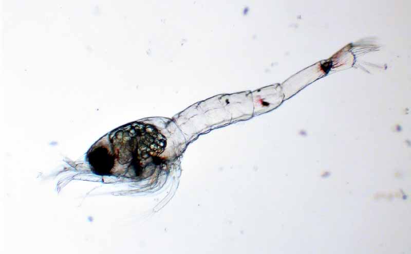 Вид личинки креветки под микроскопом