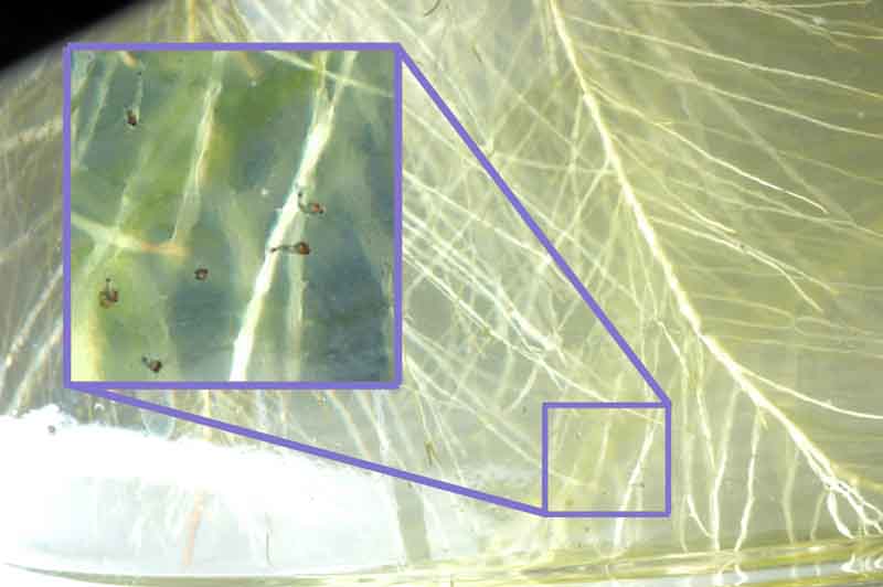 Новорожденные личинки креветки Амано