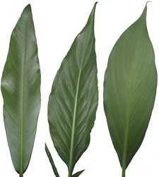 Обратная сторона листьев Anubias sp. Lanceolata, Spathiphyllum wallisii и Aglaonema sp. minima (слево на право).