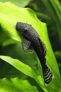 bristlenose