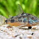 Corydoras paleatus