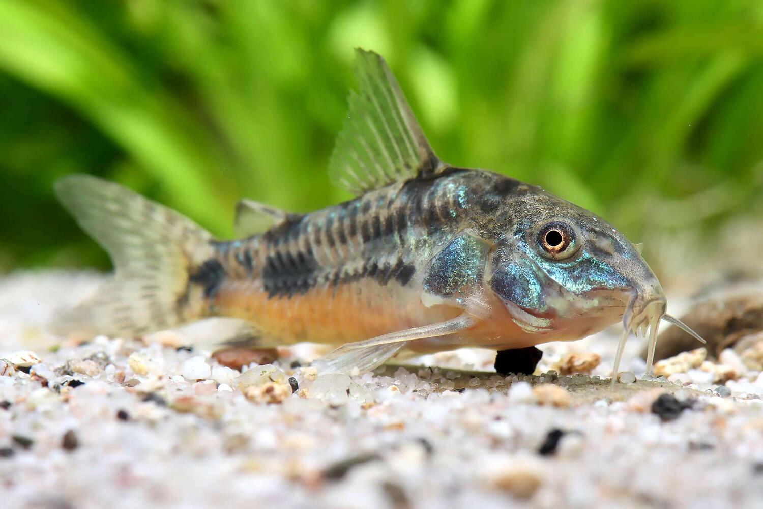 Corydoras paleatus