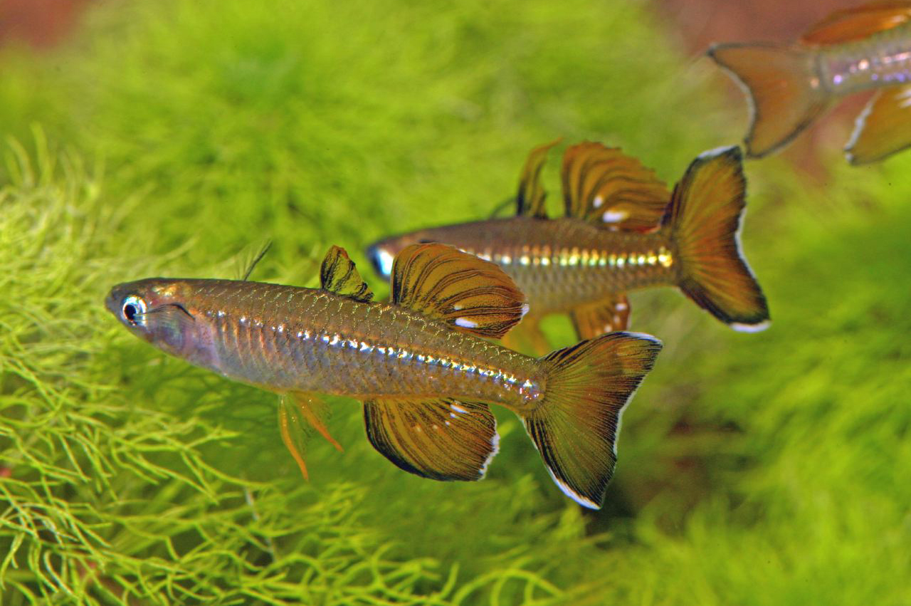 Pseudomugil tenellus Taylor, 1964 Pseudomugil tenellus Taylor, 1964