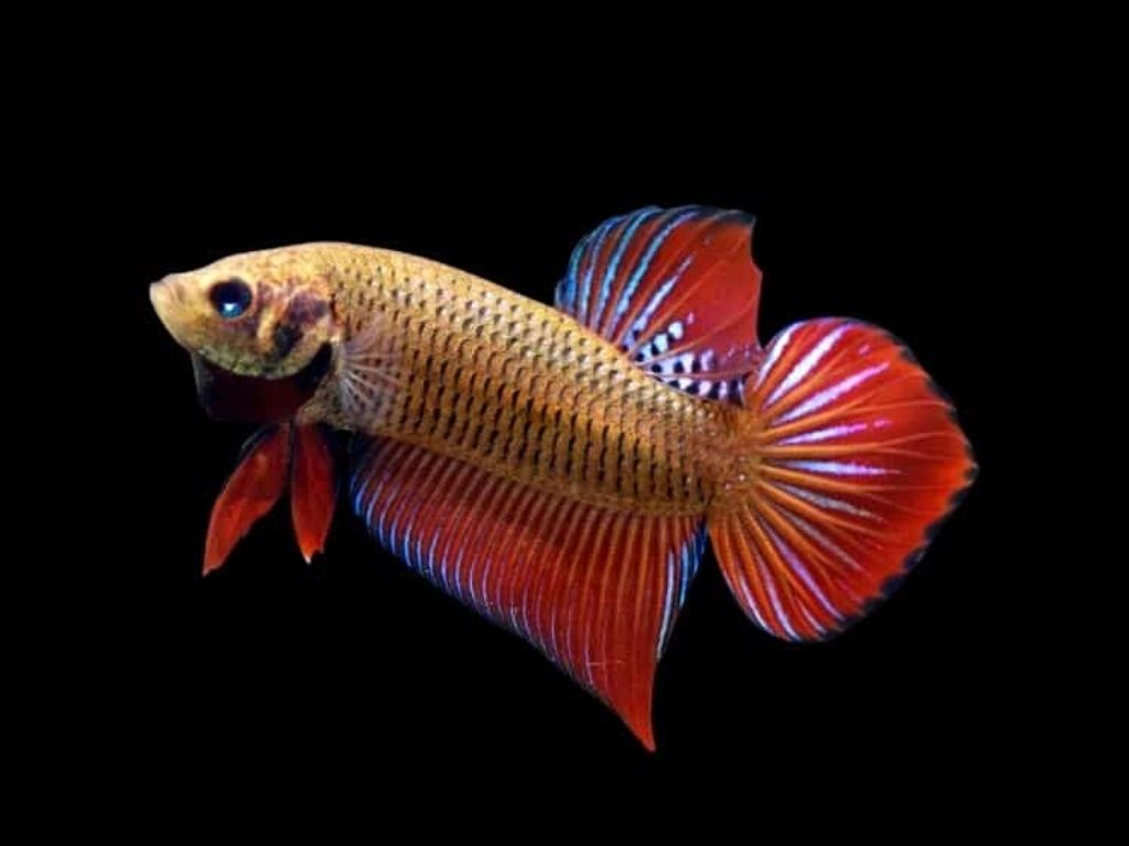 betta splendens wild