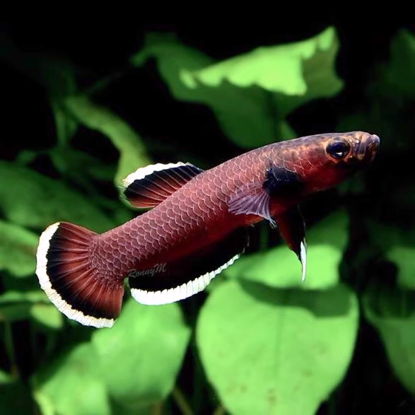 Betta albimarginata