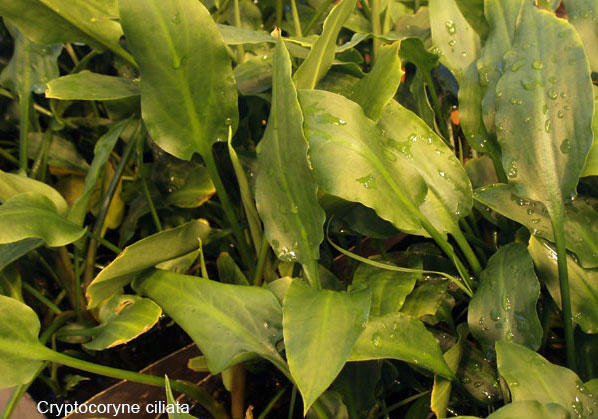 Cryptocoryne ciliata