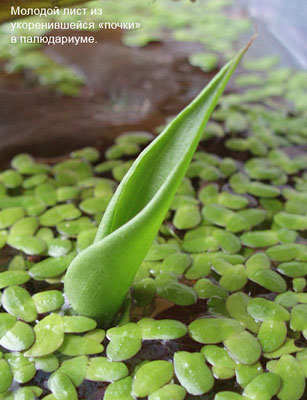Молодой лист из укоренившейся почки Cryptocoryne ciliata Молодой лист из укоренившейся почки Cryptocoryne ciliata