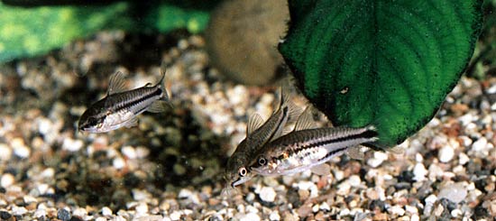 Corydoras pygmaeus