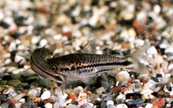 Corydoras pygmaeus