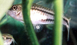 Corydoras pygmaeus самка с икринкой