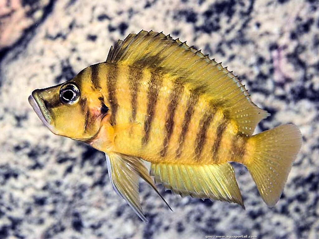 Altolamprologus compressiceps Chituta Gold