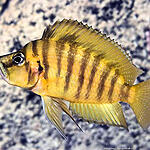 Altolamprologus compressiceps Chituta Gold