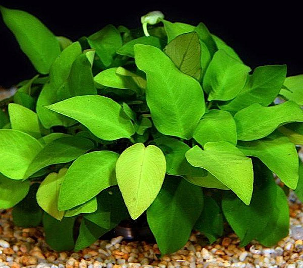 Anubias barteri var. nana Anubias barteri var. nana