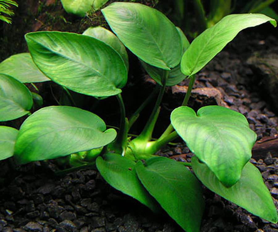 Anubias barteri var.nana Anubias barteri var.nana
