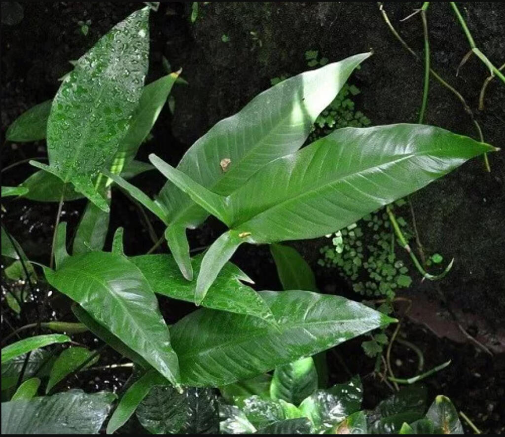 Anubias gilletii