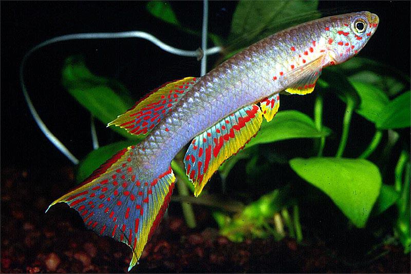 Aphyosemion christyi