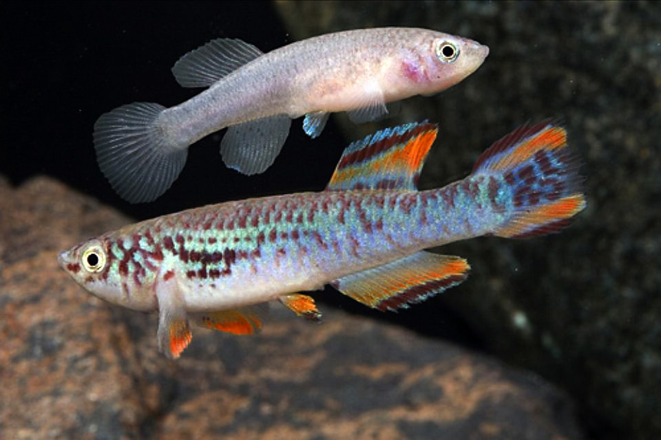 Aphyosemion walkeri Aphyosemion walkeri