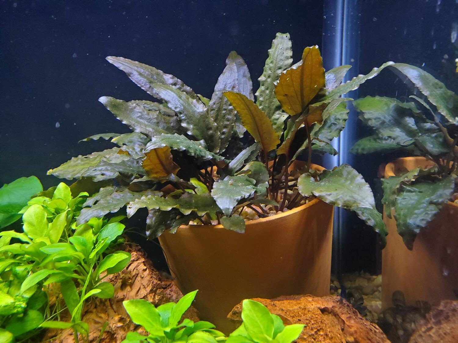 aqua plants