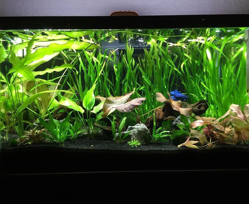 aquarium2