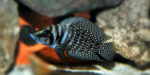 Altolamprologus calvus