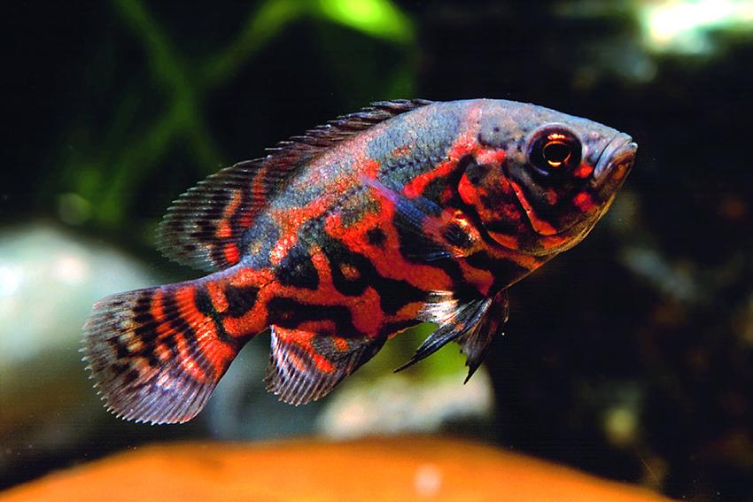 Подросток Astronotus ocellatus Astronotus ocellatus