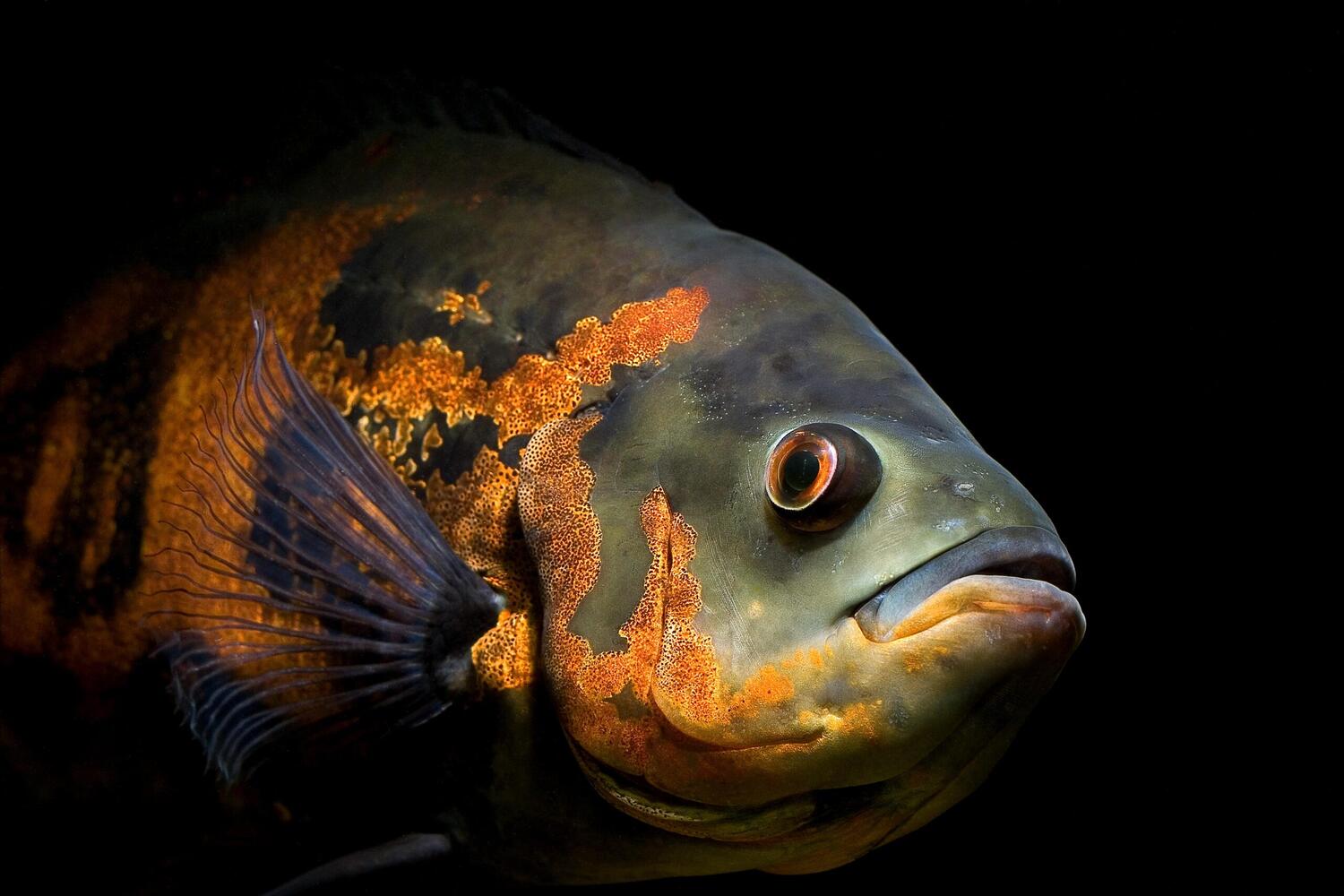 Astronotus ocellatus Astronotus ocellatus