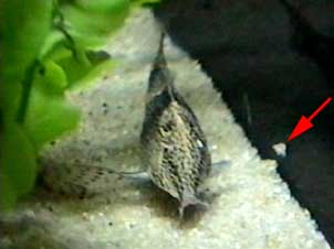 Scleromystax (Corydoras) barbatus