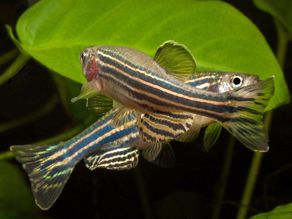 Brachydanio rerio Brachydanio rerio