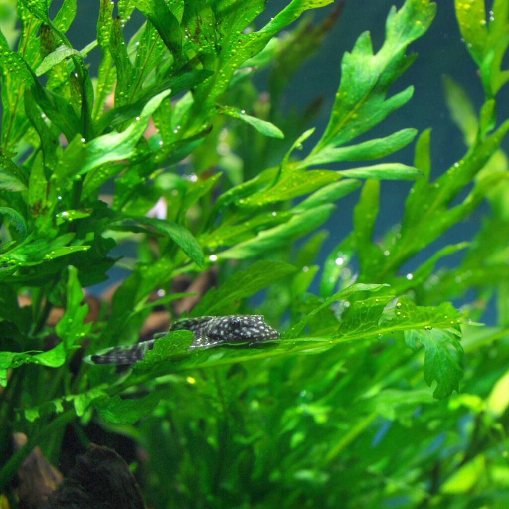 Bolbitis heudelotii Bolbitis heudelotii