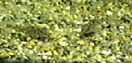Малёк Scleromystax (Corydoras) barbatus Малёк Scleromystax (Corydoras) barbatus
