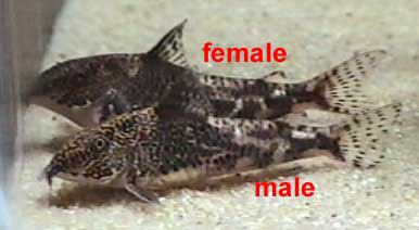Scleromystax (Corydoras) barbatus