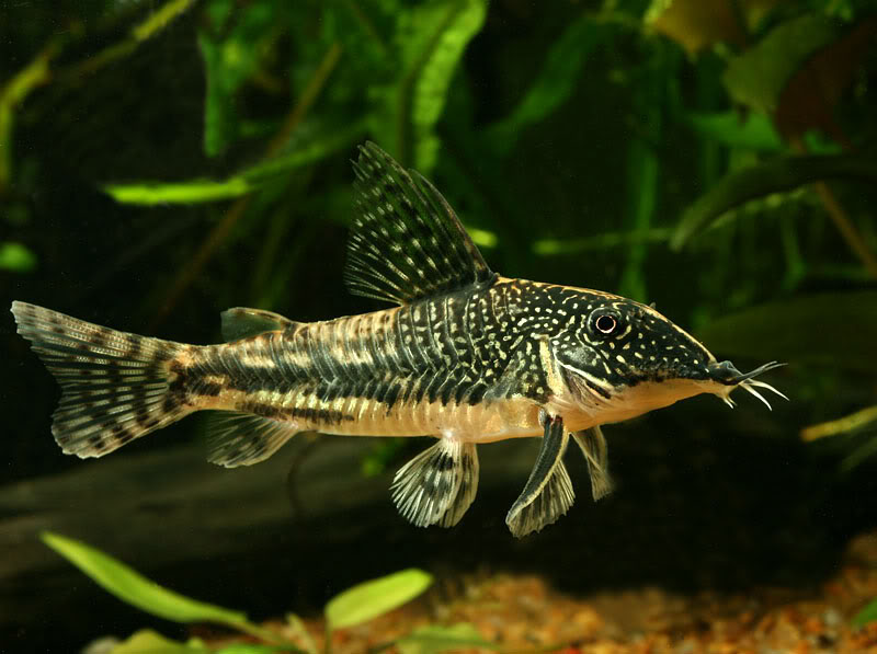 Scleromystax (Corydoras) barbatus Scleromystax (Corydoras) barbatus