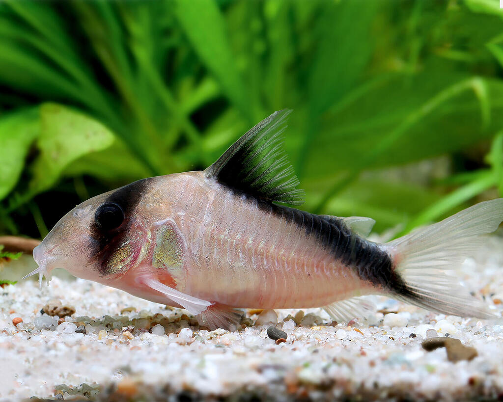 Corydoras davidsandsi Corydoras davidsandsi