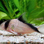 Corydoras davidsandsi