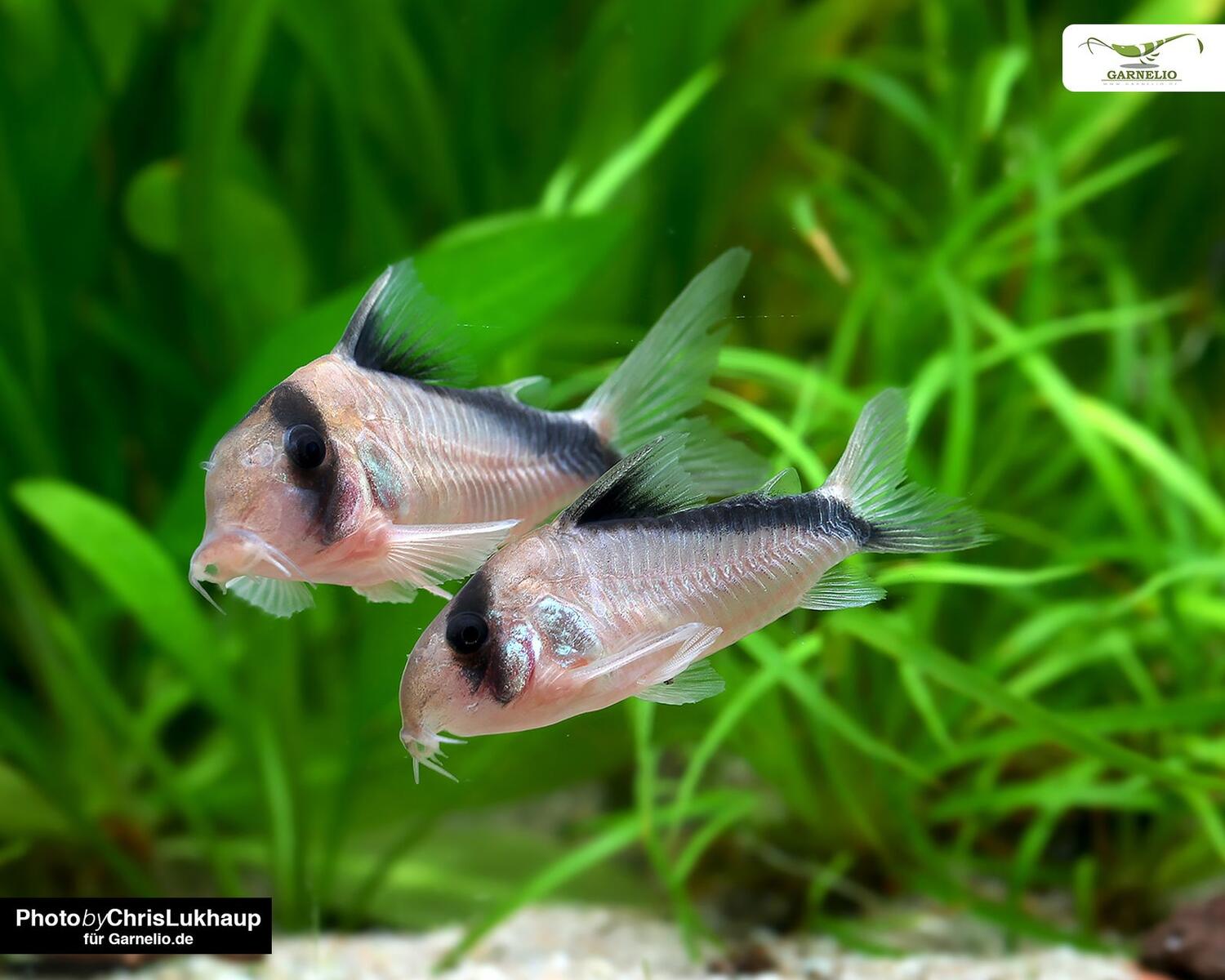 Corydoras davidsandsi