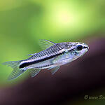 Corydoras pygmaeus