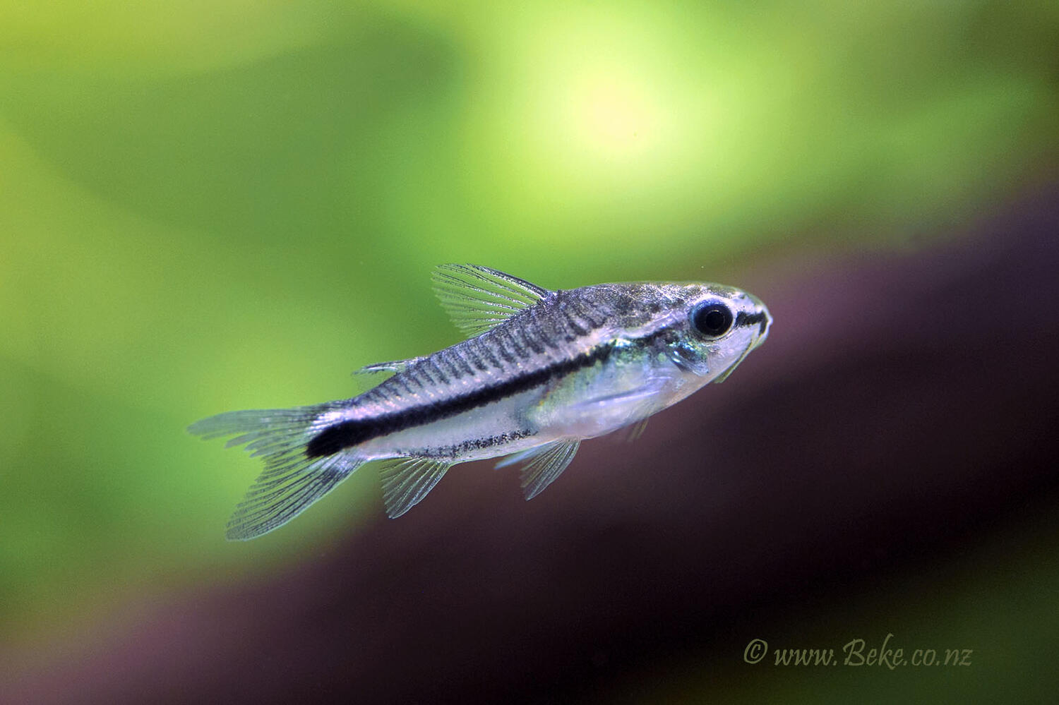 Corydoras pygmaeus Corydoras pygmaeus