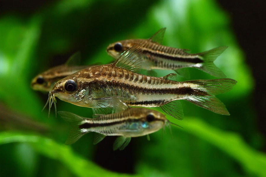 Corydoras pygmaeus Corydoras pygmaeus