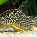 Corydoras sterbai