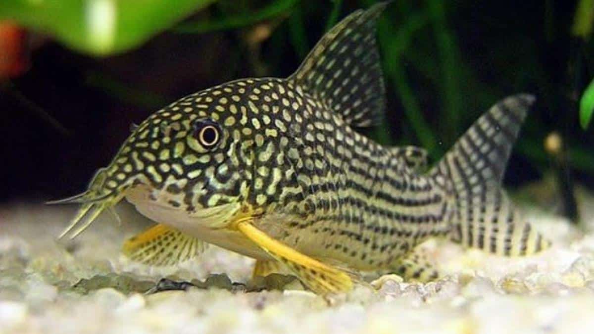 Corydoras sterbai Corydoras sterbai