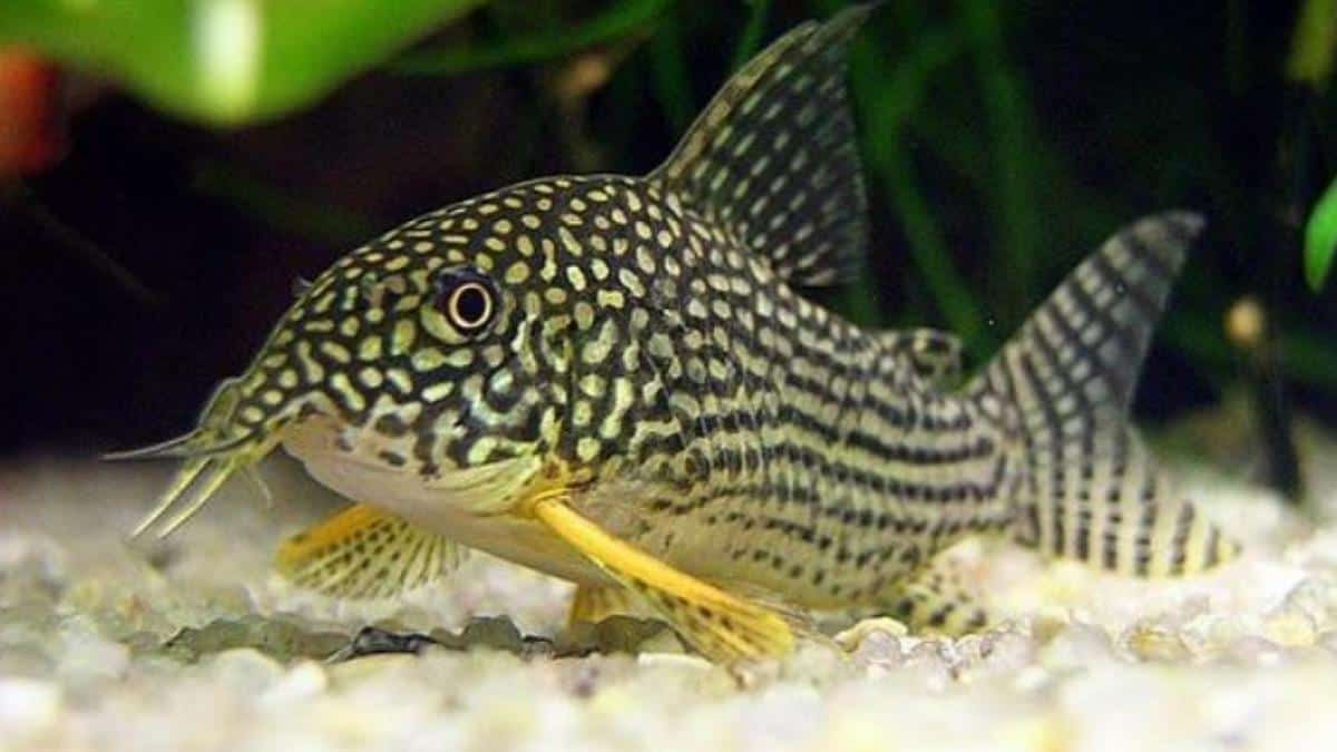 Corydoras sterbai