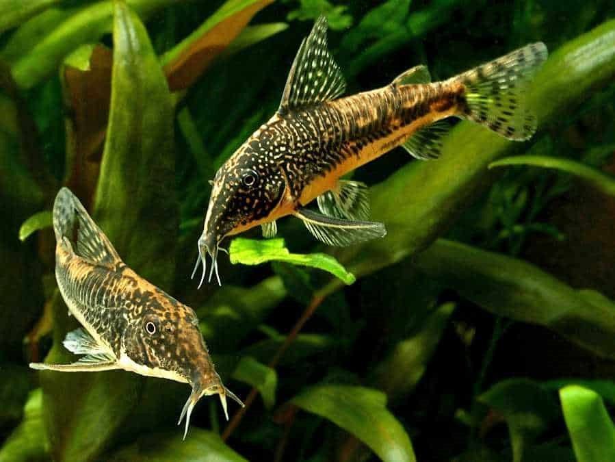 Corydoras barbatus Corydoras barbatus